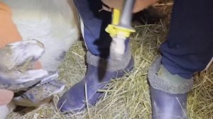 Подстригаем копыта барану за 5 минут!!!