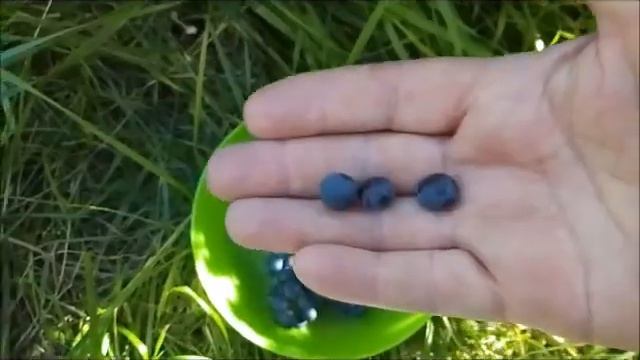 Что выросло, то выросло. Виноград "Маршал Фок Блю" смотреть онлайн