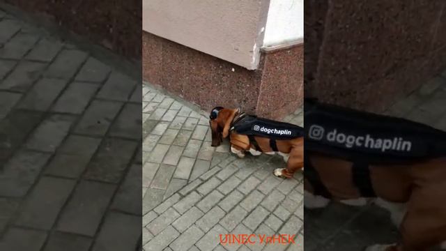 Собака реклама. A dog is advertisement. Бассет-хаунд. Basshound. смотреть онлайн