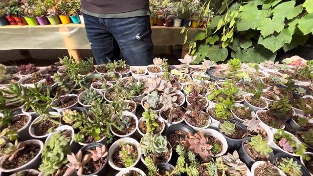 Casa VIVERO Puente Piedra, el paraíso FLORECIENTE: "impresionante colección de ORQUIDEAS" #vida смотреть онлайн