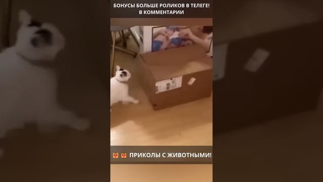 ?? Смешные видео с животными: угар и веселье гарантированы! ВЫПУСК 228 смотреть онлайн
