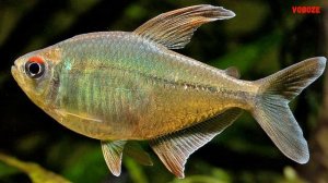 Аквариумная рыбка Бриллиантовая тетра Содержание Разведение и Чем Кормить