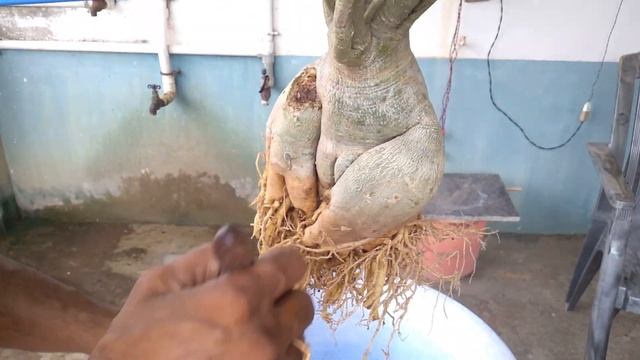 Grow Adenium Bonsai with Massive Caudex смотреть онлайн