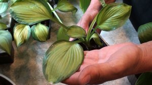 Готовлю посылку с хостами .И предложение на продажу - хосты.