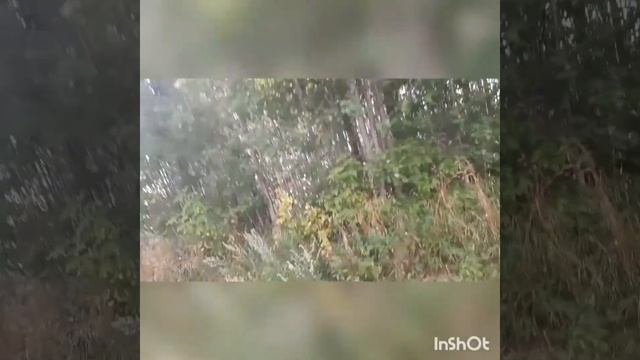 Берёзовая роща, берег Клязьмы, ответ на комментарии. смотреть онлайн