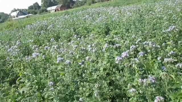 Цветущая фацелия смотреть онлайн