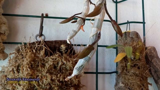 Dendrobium grown outdoors blooms, buds & new growths - Resumo em portugues смотреть онлайн