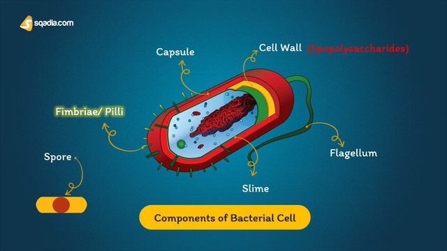 Structure and Classification of Bacteria | Microbiology V-Learning™ | sqadia.com смотреть онлайн