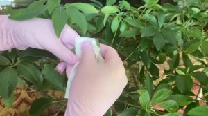 Шитовка / Как избавиться от щитовки?