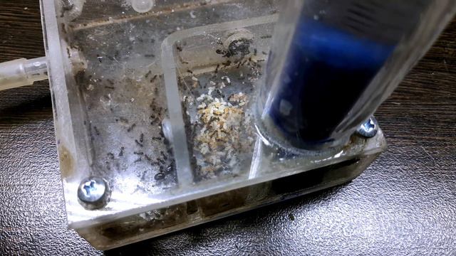 МОИ МУРАВЬИ Tetramorium caespitum смотреть онлайн
