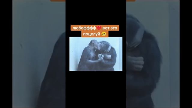 любовь 💞💘 смотреть онлайн