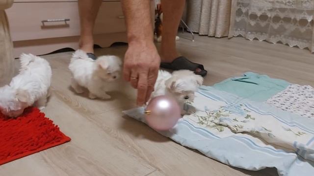 малыши мальтезе смотреть онлайн