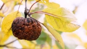 Почему гниют яблоки на дереве – в чем причина, и что нужно делать?