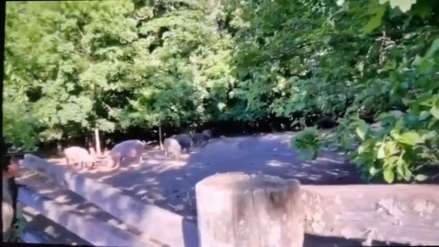 Додон стреляет из карабина по закрытым в вольере кабанам. смотреть онлайн