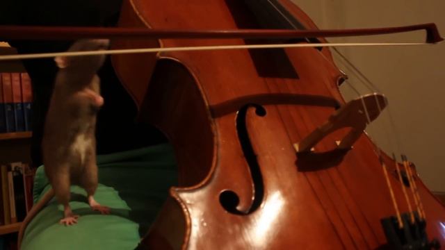 "The Mouse Song" / "Musevisa" - The Cello Advent Calendar - December 1st смотреть онлайн