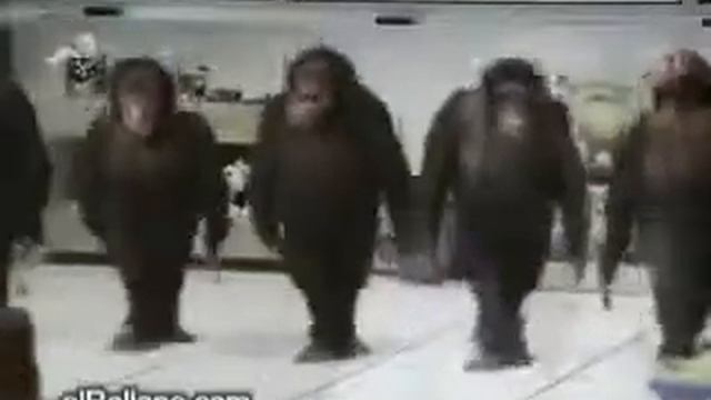 Гориллы зажигают !!!!! смотреть онлайн