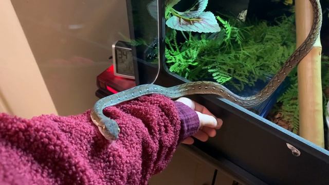 What's It Like to Own a Superdwarf Retic? смотреть онлайн
