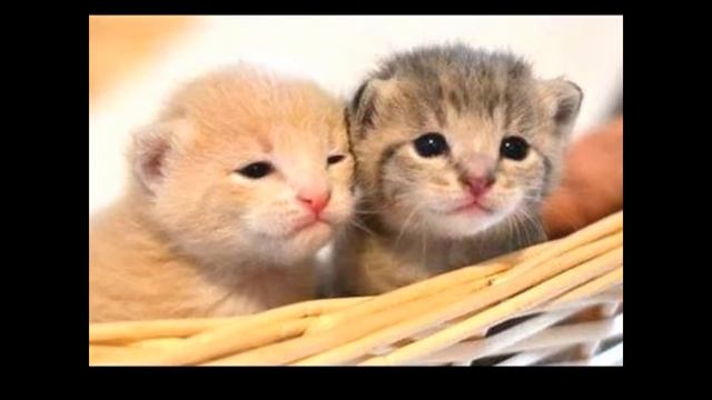 кто милее котята или же щенки смотреть онлайн