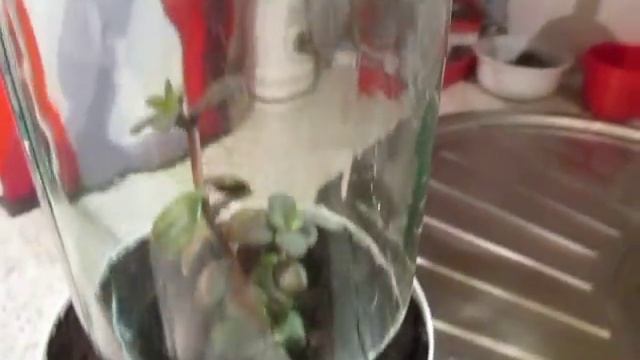 Денежное Дерево-2. Крассула/Толстянка/Древо Достатка. Моя ошибка, это – цветущий каланхоэ! смотреть онлайн