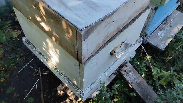 Главная работа в августе! Пчеловодства, Башкирия. смотреть онлайн