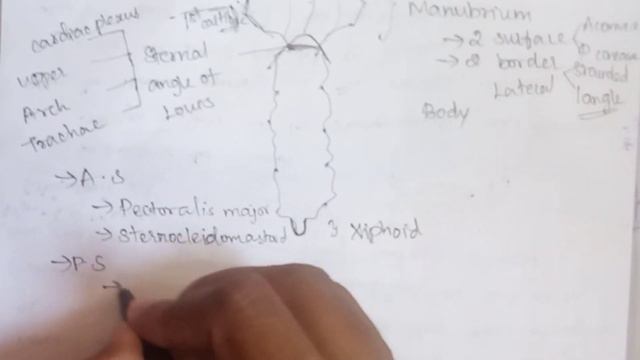 Sternum | Oesteology |Explanation in Tamil|Sukumiii смотреть онлайн