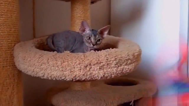 Velvet Elves cattery смотреть онлайн