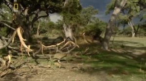 #леопард ?#жизнь леопарда#без #площадных #зверы