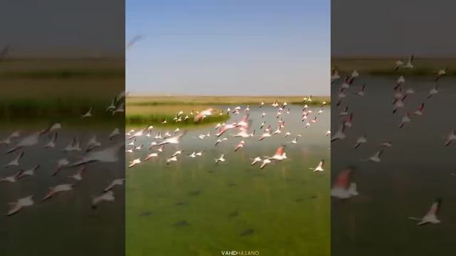 Зрелищный полет фламинго над Ширваном - в объективе азербайджанского видеографа! смотреть онлайн