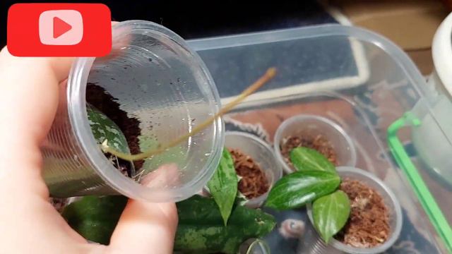 Тепличка хой смотреть онлайн