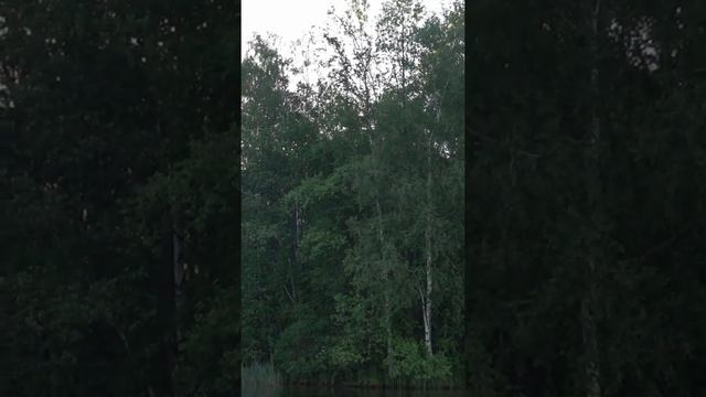 Рыбалка на судака и окуня в г. Людиново, о. Ломпоть. Ловля судака на съедобку "ИЗИ" 2 дюйма. #short смотреть онлайн