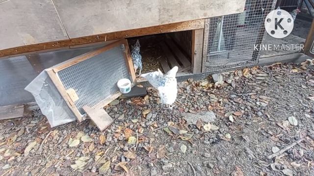 Цыплята. Открыла ещё одну им дверь, пусть привыкают и сближаются. #курица #куры #цыплята #яйцо смотреть онлайн