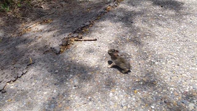 Baby cottontail rabbit at Resaca de la Palma State Park. смотреть онлайн