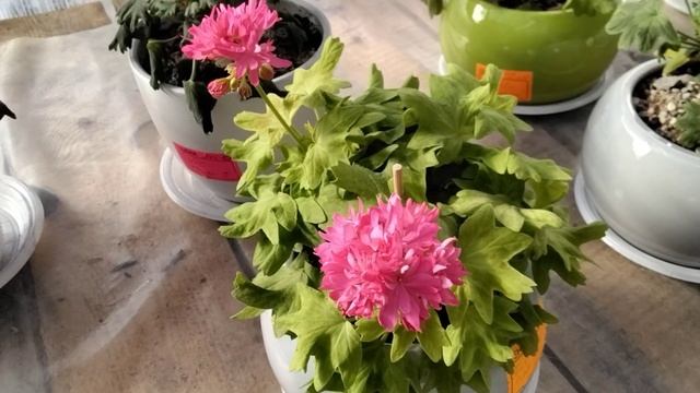 #339.Весеннее цветение моих пеларгоний -подарок на 8 Марта! смотреть онлайн
