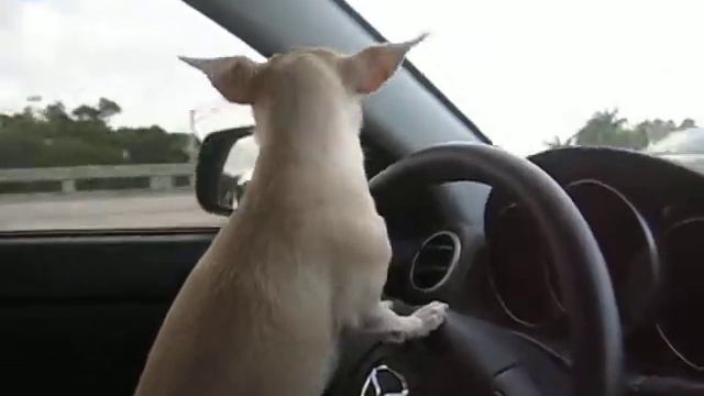 CHIHUAHUA DRIVING 2 SOUTH BEACH! смотреть онлайн