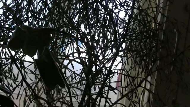 ВЛОГ/Мой обычный выходной/Вкусные ОСЕТИНСКИЕ ПИРОГИ смотреть онлайн