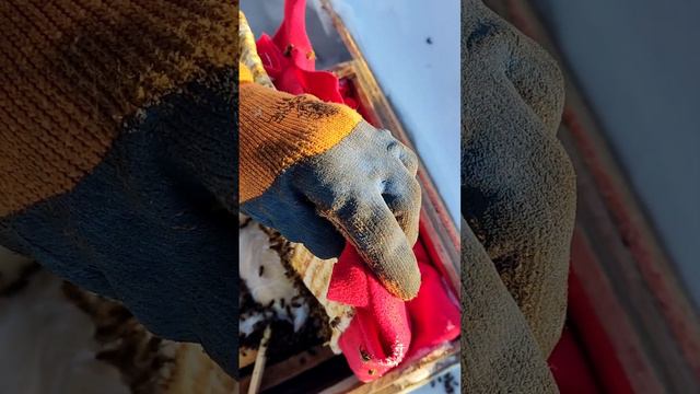 ГОЛОДНЫЕ ПЧЁЛЫ?ЗИМУЮТ!2024 смотреть онлайн