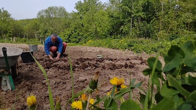 Пока садил капусту, сосед в гости прилетел. смотреть онлайн