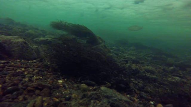 Хариус подо льдом. Grayling under the ice смотреть онлайн