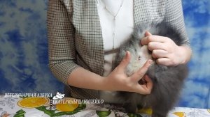 Чистка желез