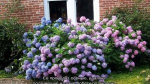 Гортензия Бесконечное Лето — посадка и уход за растением