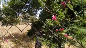 ИПОМЕЯ КВАМОКЛИТ ПЕРИСТЫЙ