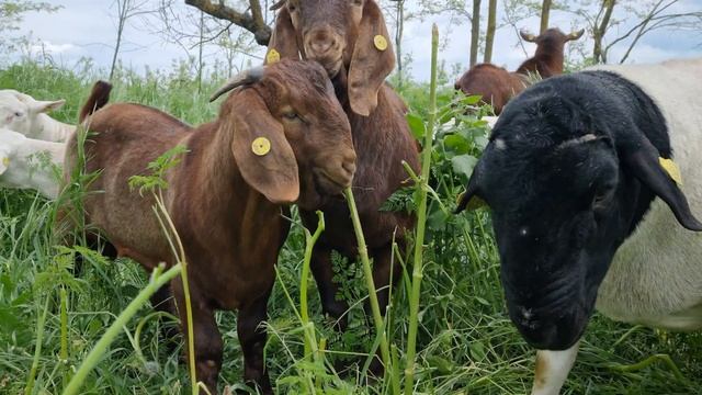 Дорпер ❤️ Лето