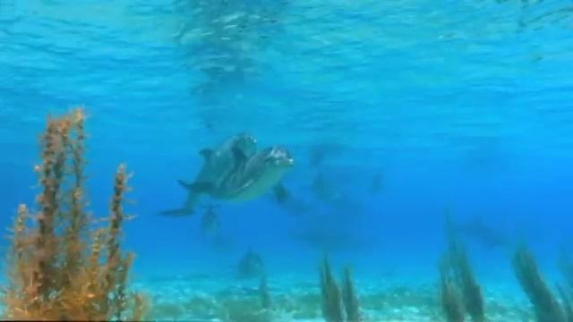 Красная книга. Киты и Дельфины смотреть онлайн