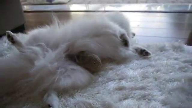 Один день из жизни ежика — Рамблер Видео смотреть онлайн