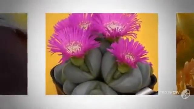 Цветы Живые камни (Lithops flower) смотреть онлайн