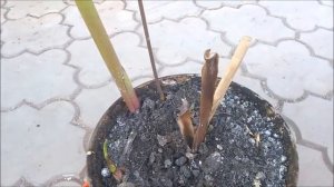 КАННЫ ВЕСНОЙ / ПОСАДКА КАННЫ В ОТКРЫТЫЙ ГРУНТ / КАННЫ  ВЫРАЩИВАНИЕ В САДУ / ОРГАНИЧЕСКОЕ ЗЕМЛЕДЕЛИЕ