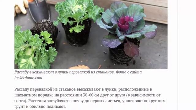Декоративная капуста кружева и рюши в цветнике до зимы смотреть онлайн