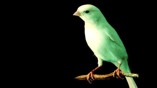 Maria Koseva & Nikola Tomov - "Blue Canary" смотреть онлайн