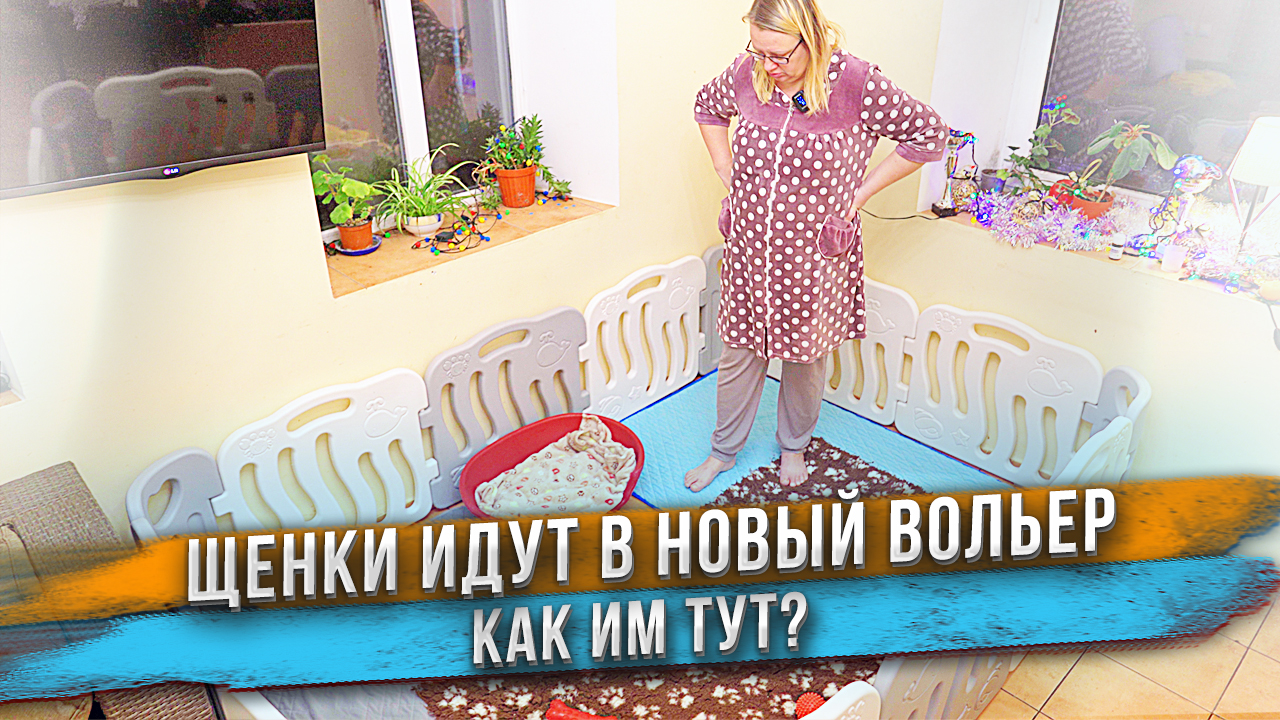 Сделали необычный вольер для щенков бульдога! Запускаем! смотреть онлайн