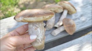 Как ЗАМОРОЗИТЬ ГРИБЫ на зиму | ЗАМОРОЗКА БЕЛЫХ и других ГРИБОВ в морозилке